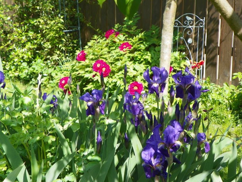 11 mai (132) - Gradina 2017