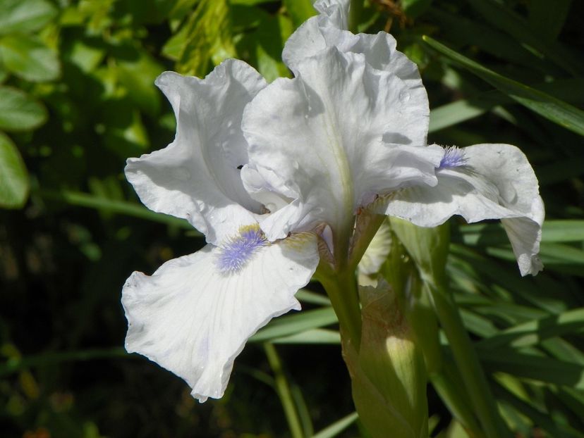 Blue Splash - Irisi 2017