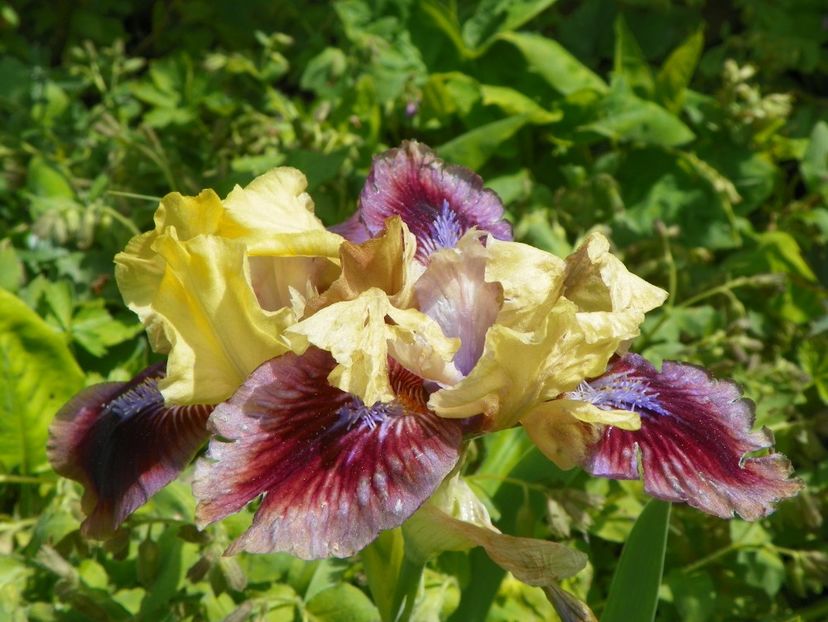 Being busy - Irisi 2017