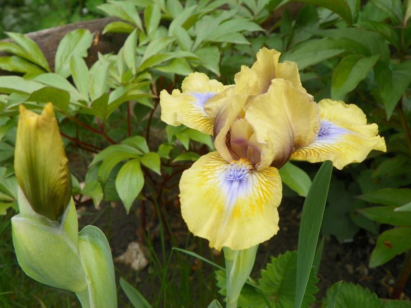 Forest Sound - Irisi 2017