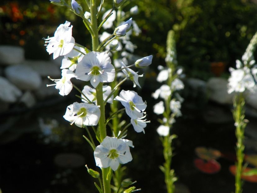 veronica gentianoides - Primavara 2017