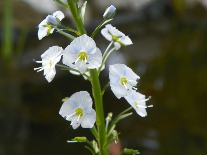 veronica gentianoides - Primavara 2017