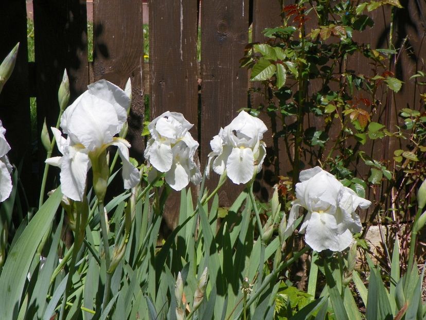 Florentina - Irisi 2017