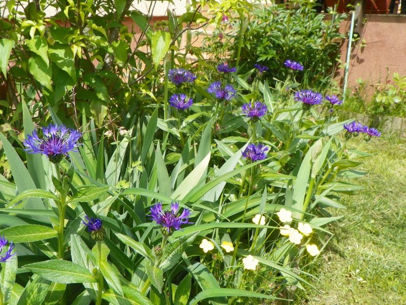 11 mai (65) - Primavara 2017