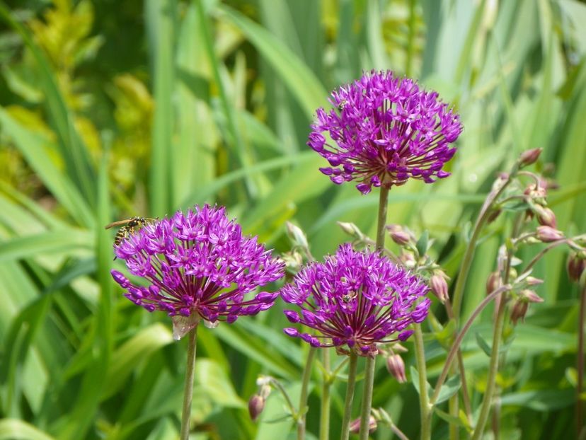 11 mai (71) - Primavara 2017