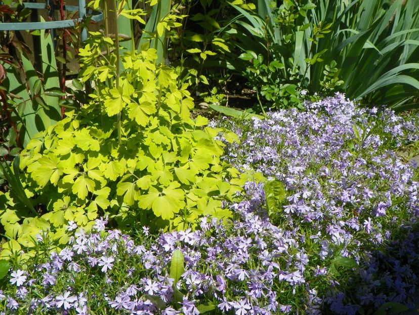 11 mai (103) - Primavara 2017