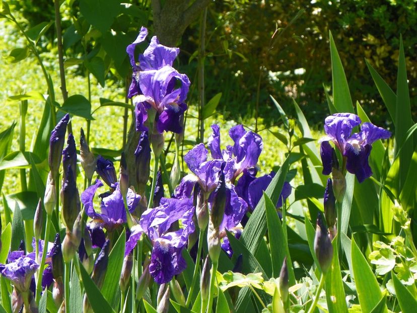 germanica - Irisi 2017