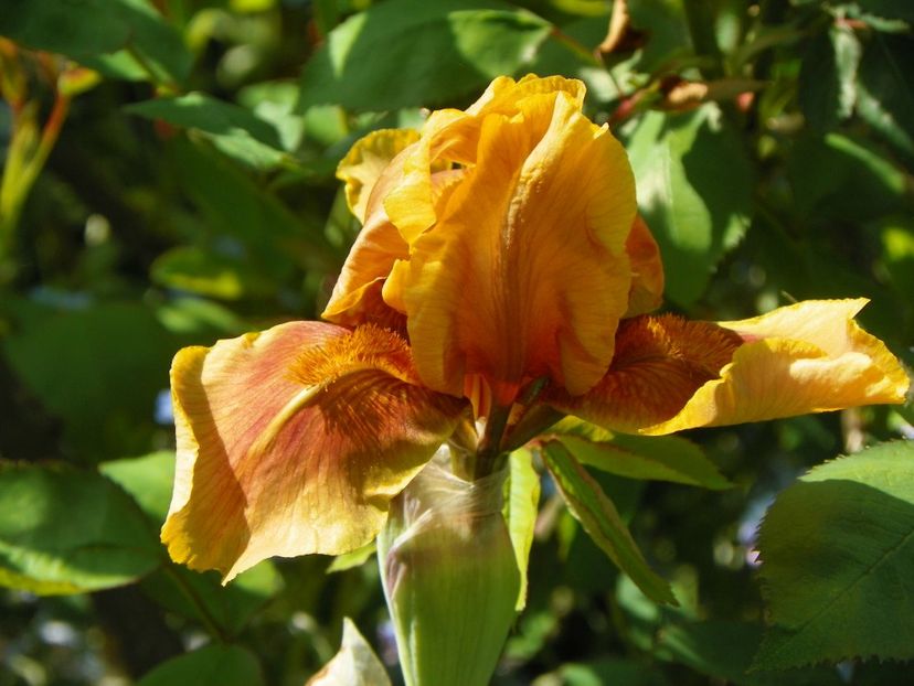 Apache Warrior - Irisi 2017