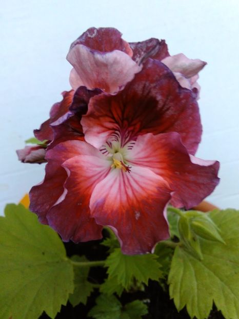 Turkish coffee - Comanda muscate si fuchsii Olanda 2017