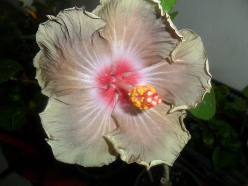 indian madam curie - hibiscusi 2017-1