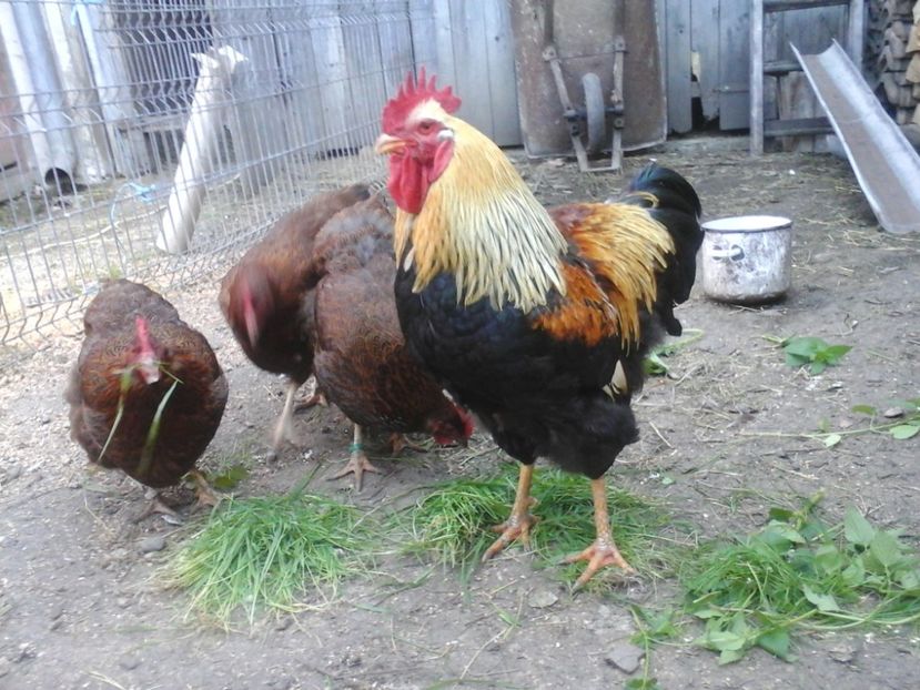  - 2 Plymouth partridge 2012-2022 arhiva