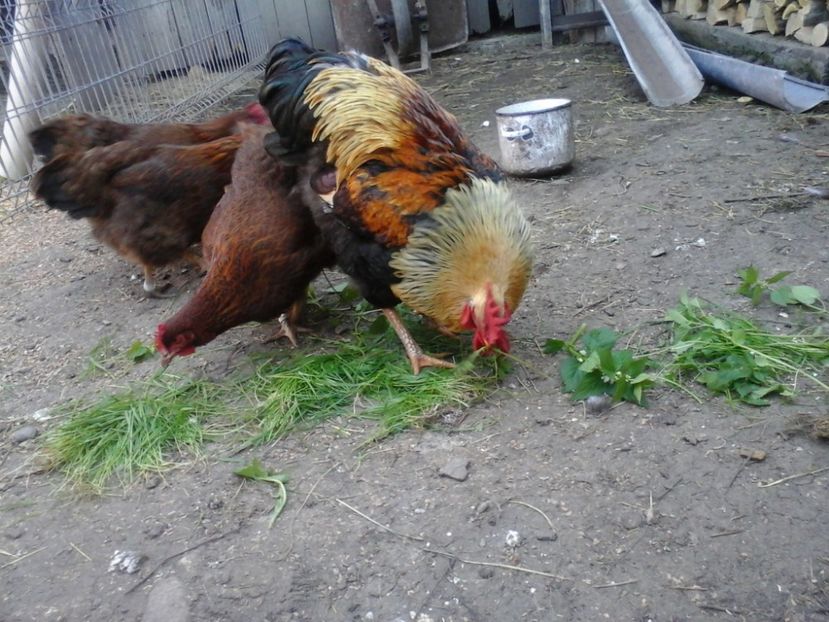 - 2 Plymouth partridge 2012-2022 arhiva