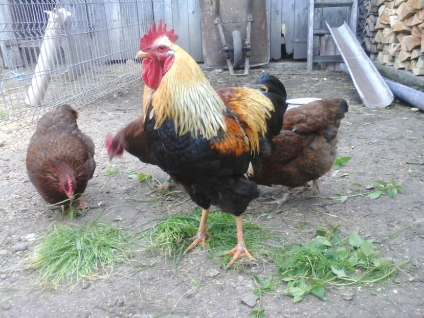  - 2 Plymouth partridge 2012-2022 arhiva