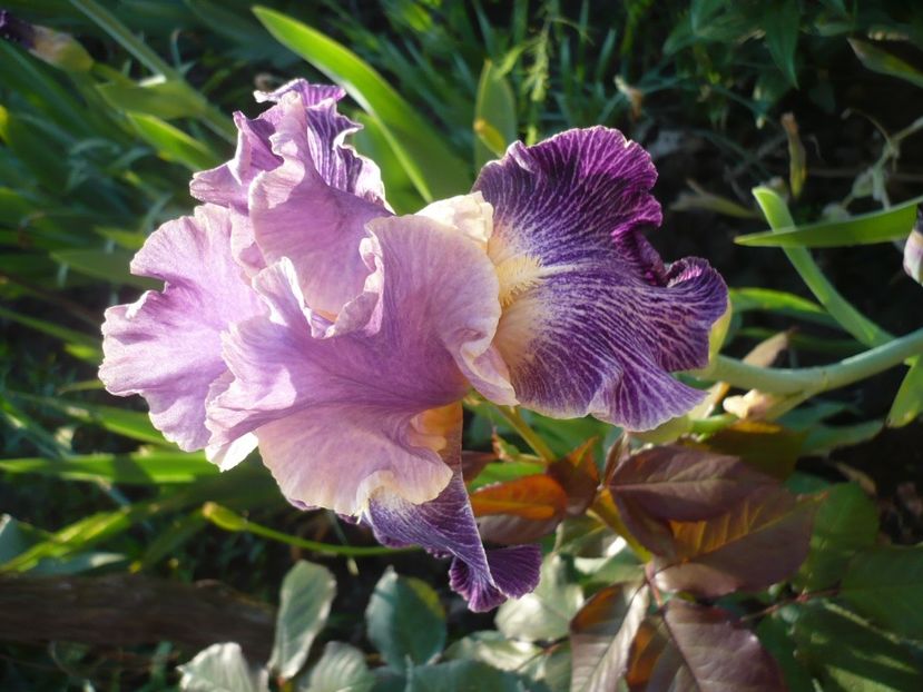 Elizabethan age - GRADINA 2017-1