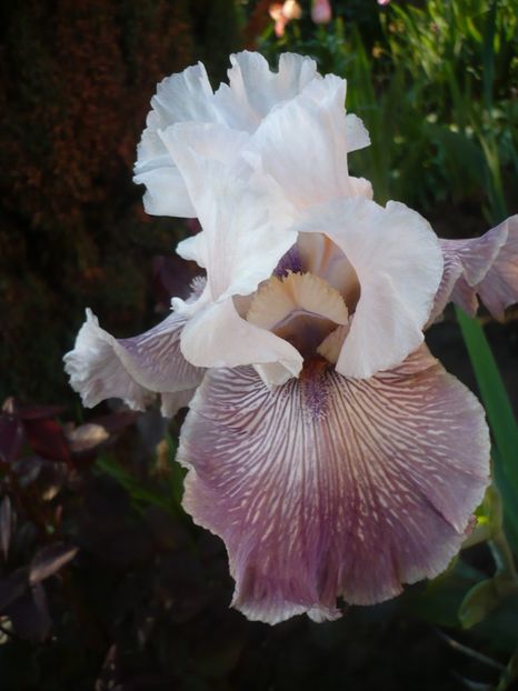 P1310878 - GRADINA 2017-1