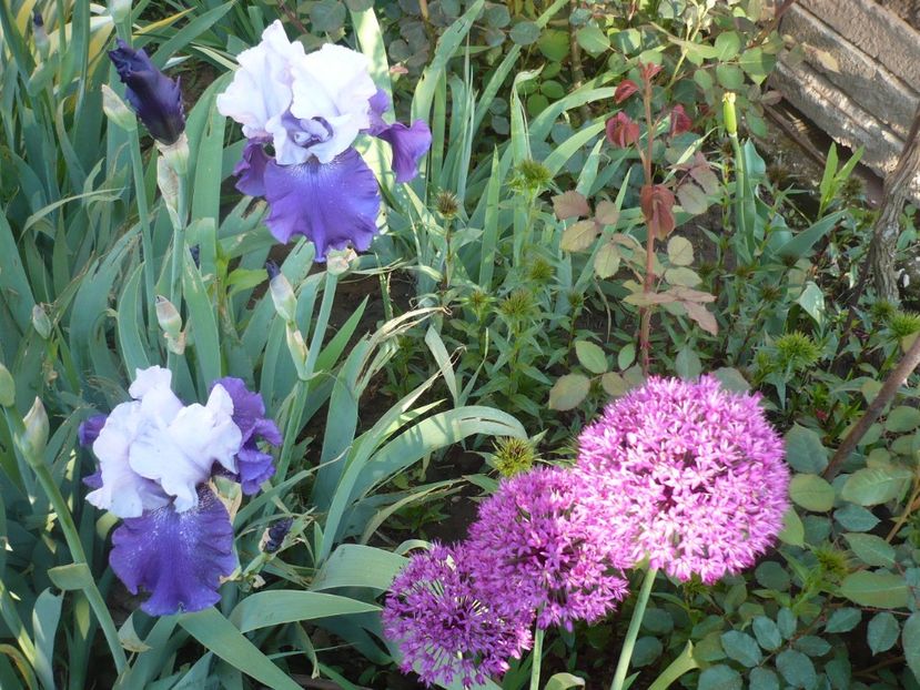 P1310880 - GRADINA 2017-1