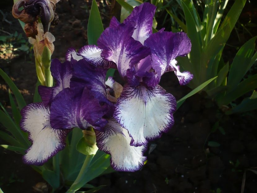 P1310883 - GRADINA 2017-1