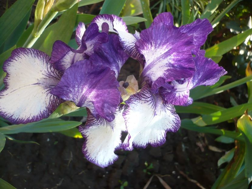 P1310884 - GRADINA 2017-1