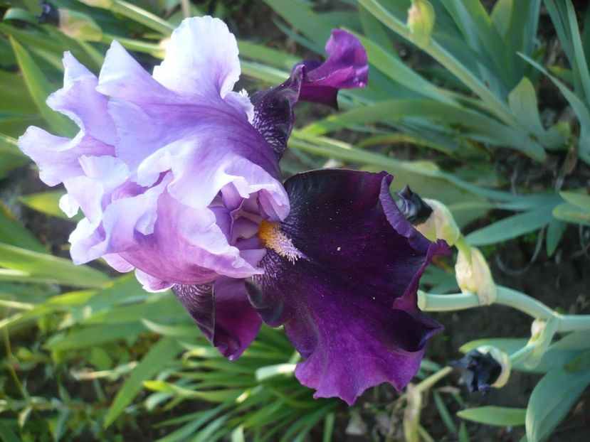 P1310885 - GRADINA 2017-1