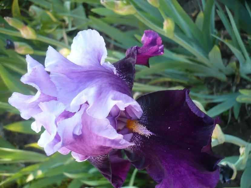 P1310886 - GRADINA 2017-1