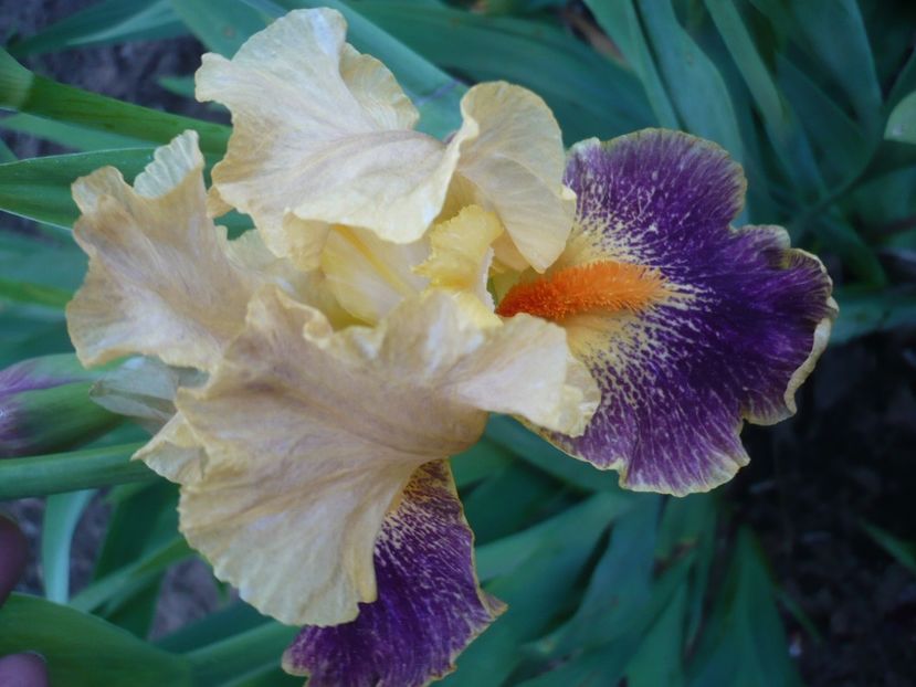 P1310888 - GRADINA 2017-1