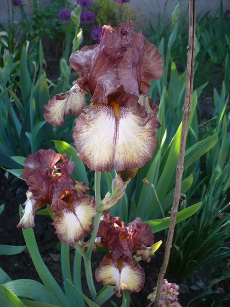 P1310889 - GRADINA 2017-1