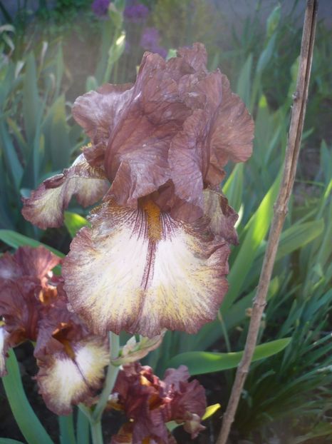 P1310890 - GRADINA 2017-1