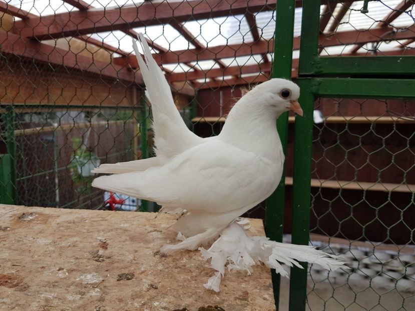  - 6 ___PUI 2017 DIN RASELE PE CARE  LE DETIN