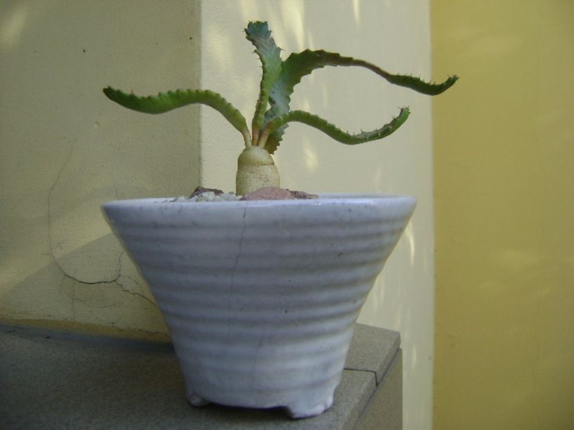 Euphorbia stellata - Caudiciforme si bulbi 2017