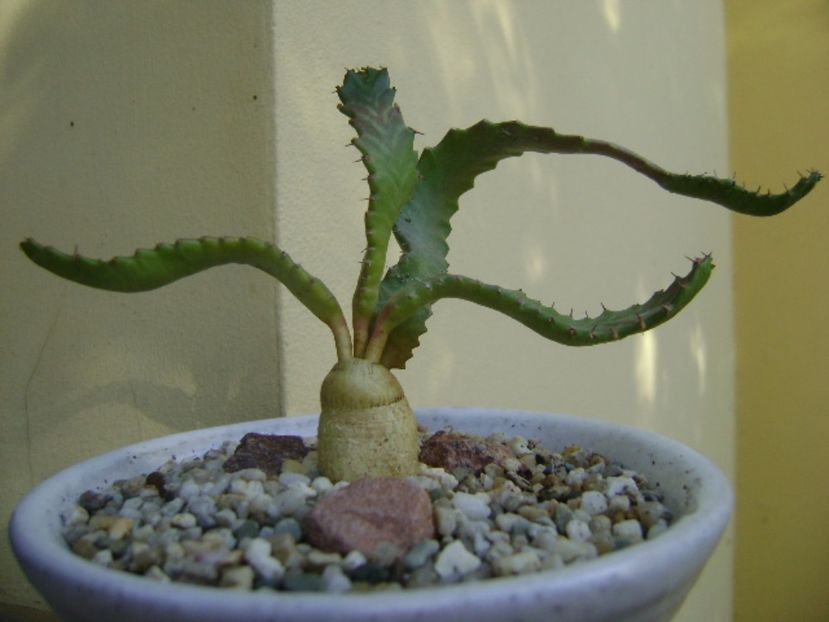 Euphorbia stellata - Caudiciforme si bulbi 2017