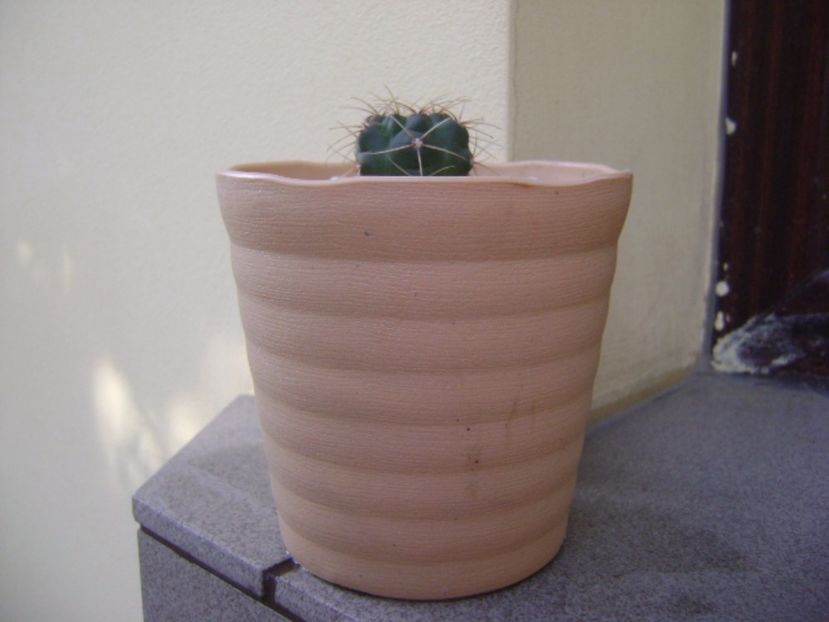 Gymnocalycium tillianum - Cactusi 2017 Gymnocalycium