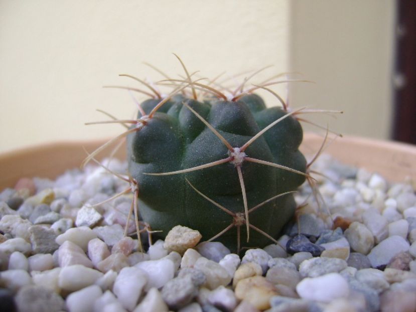 Gymnocalycium tillianum - Cactusi 2017 Gymnocalycium