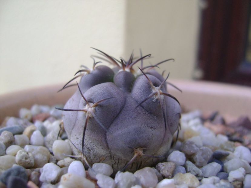 Acanthocalycium glaucum - Cactusi 2017