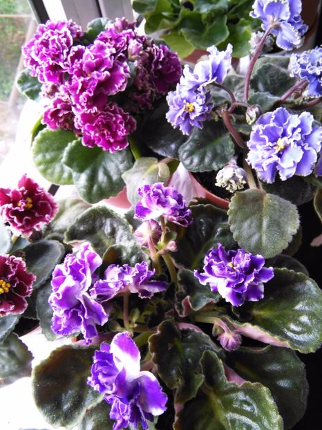  - 1-A-Violete 2017