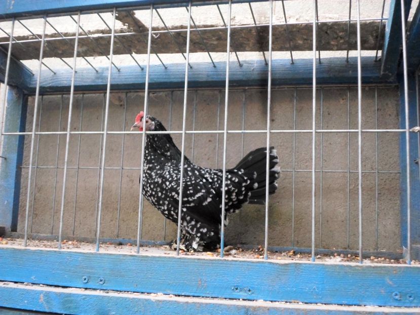  - H - Mii de flori 2017 B