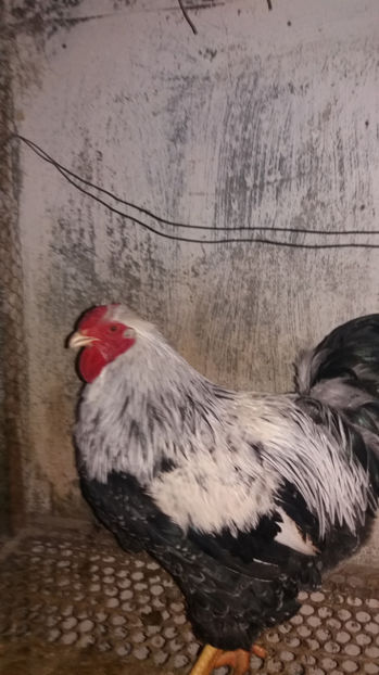  - Wyandotte argintiu matca 2017