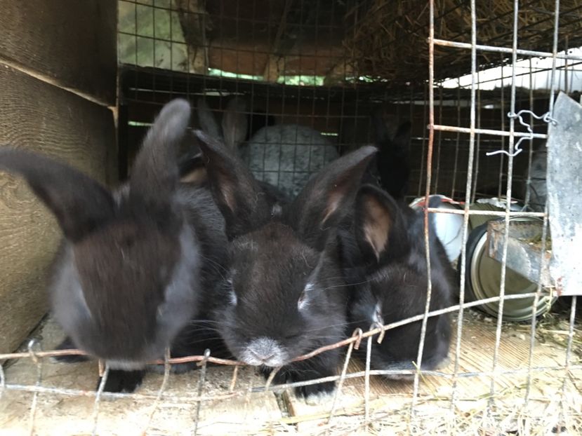 5 pui la 1 luna - 1 Cuib 12-04-2017 - 5 pui