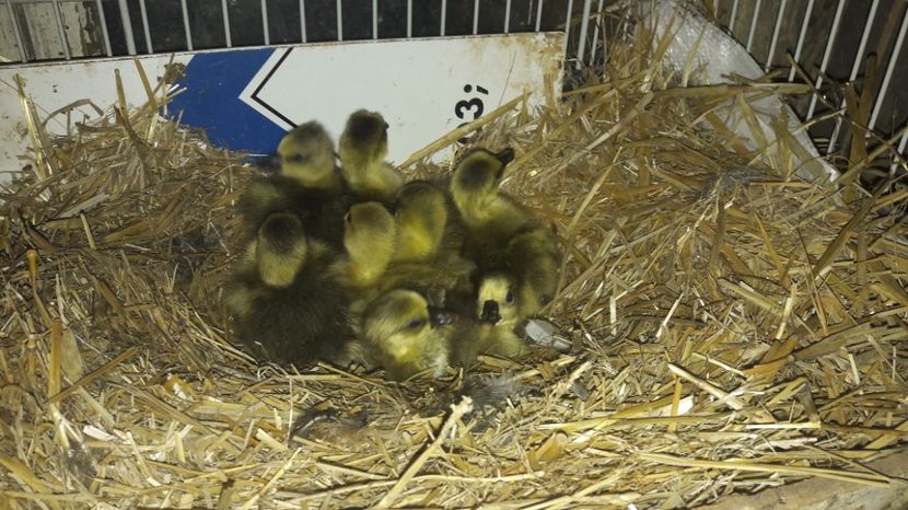 Cuib nr 2 - 3 Boboci de gasca Africana 2017