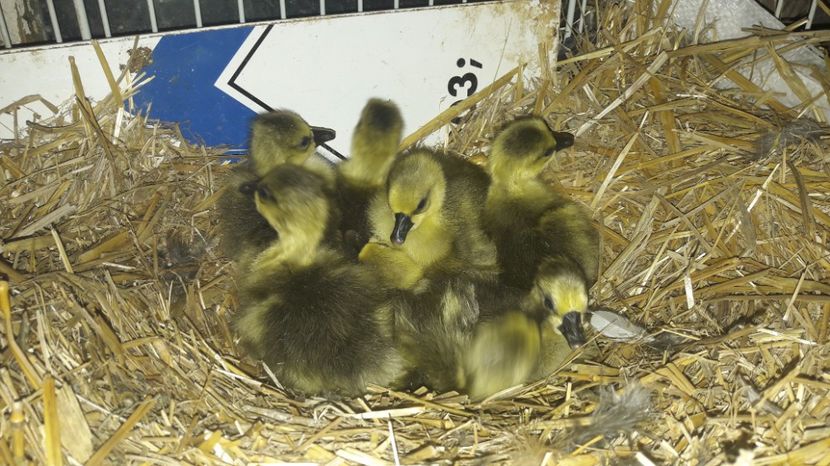  - 3 Boboci de gasca Africana 2017