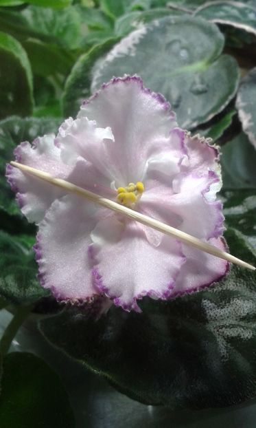 LE Elisejskaia Polia - VIOLETE DE COLECTIE 2017