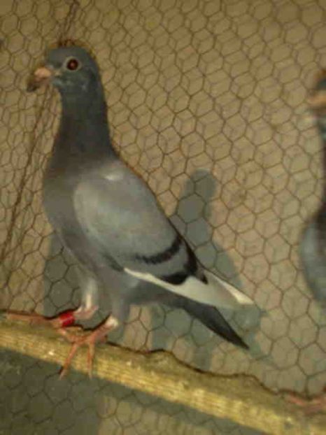 56 - X-Porumbei vinduti