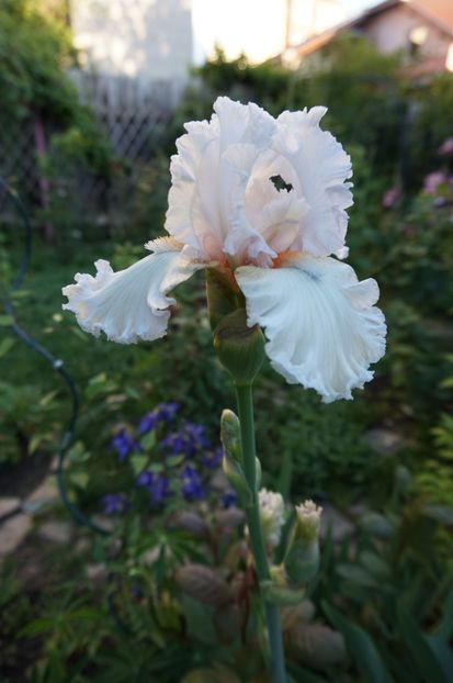 Venetian Glass - Irisi 2017