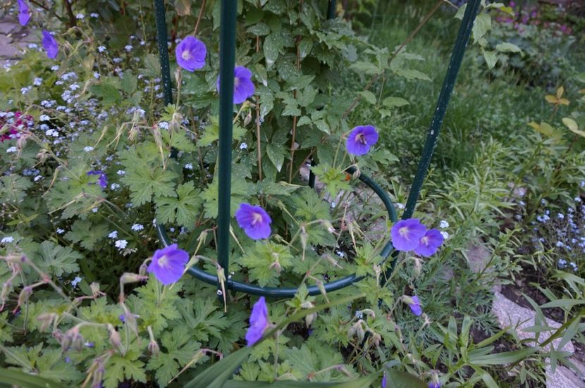  - Geranium si alte perene