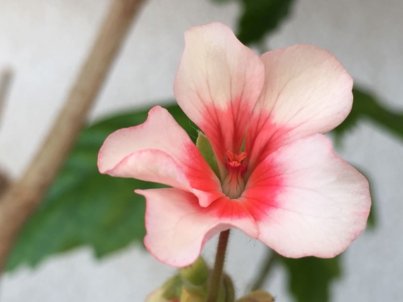 Scottow Star - Muscate colectie