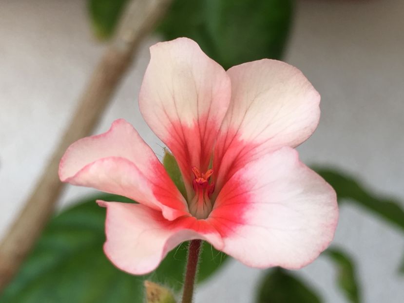 Scottow Star - Muscate colectie