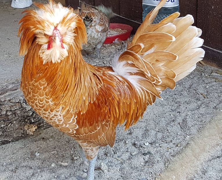 matca paduana chamonis - DE VINZARE 2017