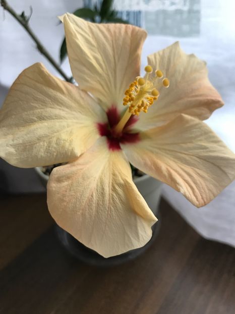 10.05.2017 - Hibiscus 2017