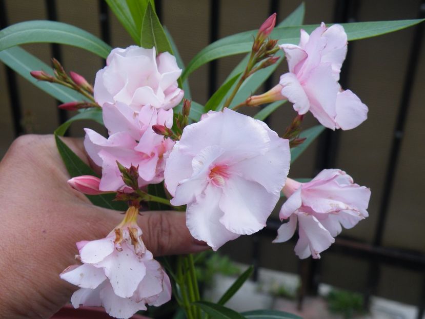 3 - LEANDRI CU NUMERE