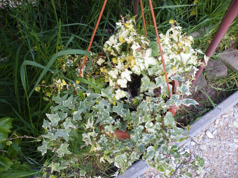  - 2017 in gradina mea