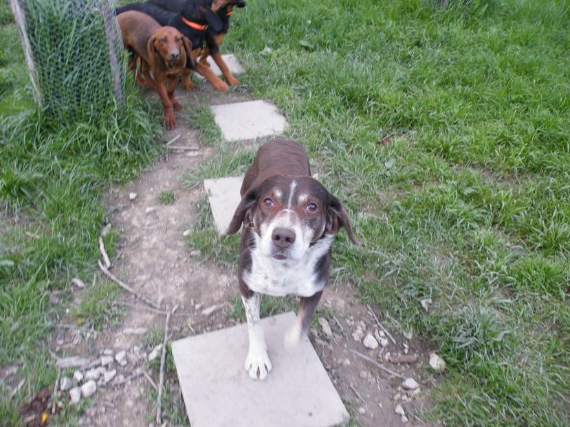  - 2017 in gradina mea